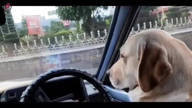 Smart dog driving good