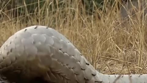 Pangolin and lippard