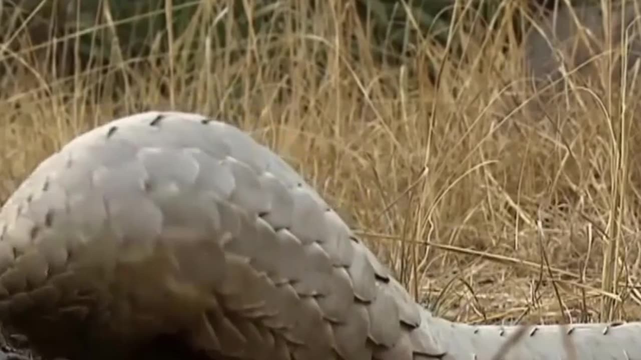 Pangolin and lippard