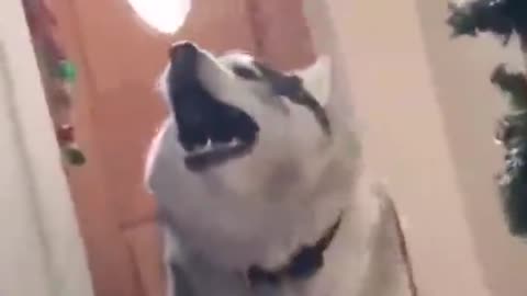 Awoooo