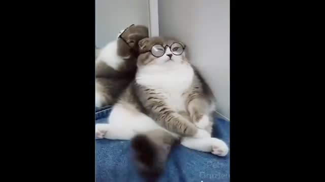 Funny Small Cute Cat Video