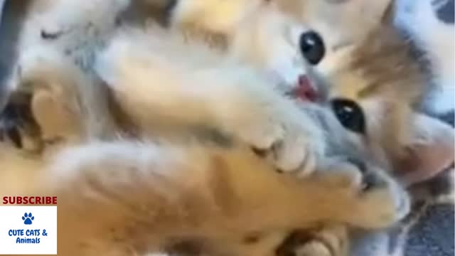 ,Animals Cute Cats & Dogs Funny Videos Compilation 2021 #Shorts #YoutubeShorts #Trending