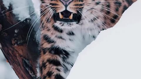 Tiger in snow Angry