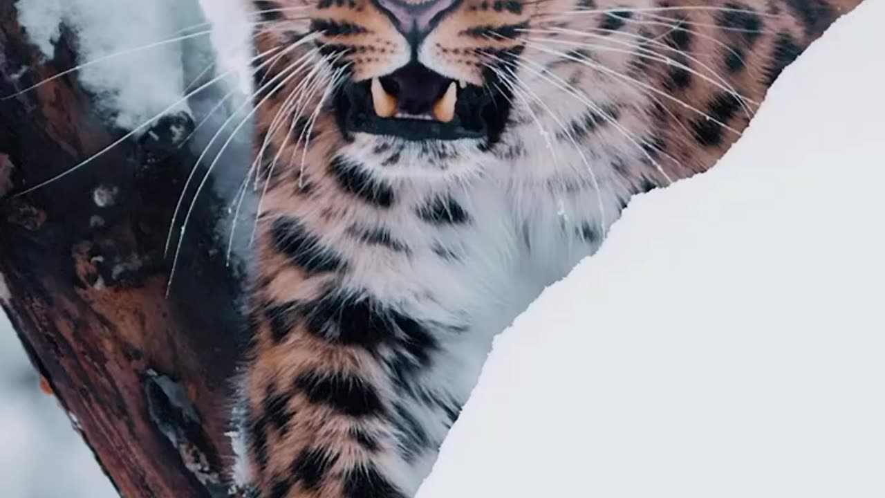 Tiger in snow Angry