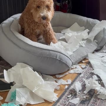 Time to throw in the towel 🤣🧻