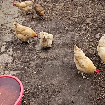 OMC! Homemade bread is an exciting & tasty treat! #chickens #treat #tasty #shorts #backyardchickens