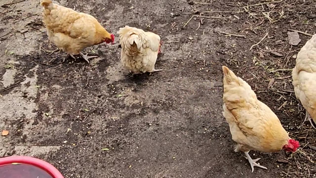 OMC! Homemade bread is an exciting & tasty treat! #chickens #treat #tasty #shorts #backyardchickens