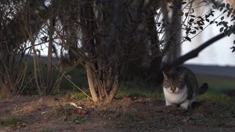 Cat Digging the Soil and Toilet There