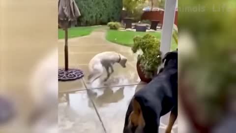 Funny dog...😆😀