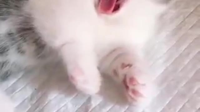 OMG So Cute 😍Best Funny Cats Compilation