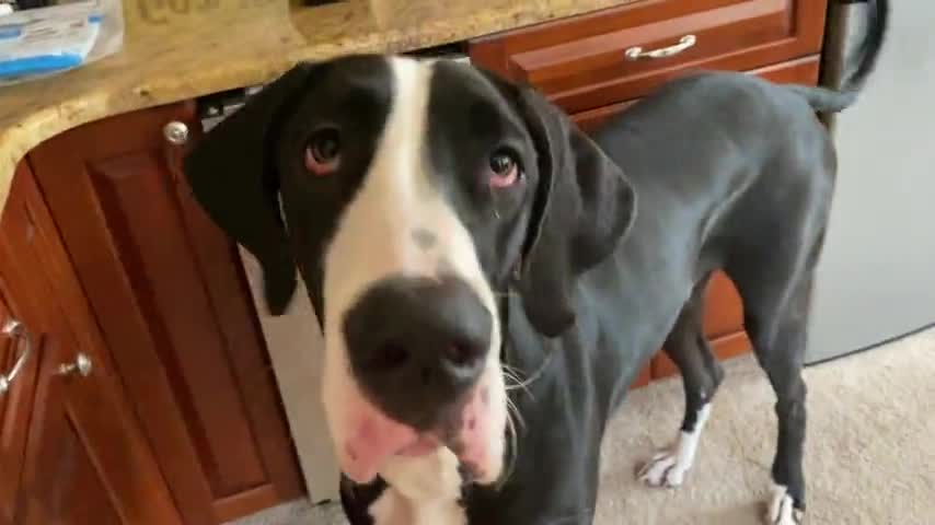 Laid back Great Dane relaxes before playing with the cat