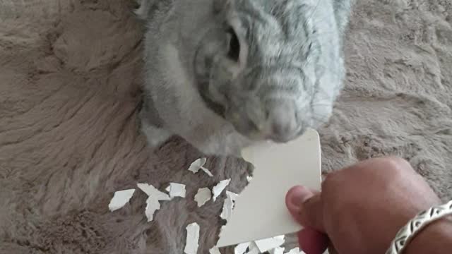 Bunny used as a paper shredder!