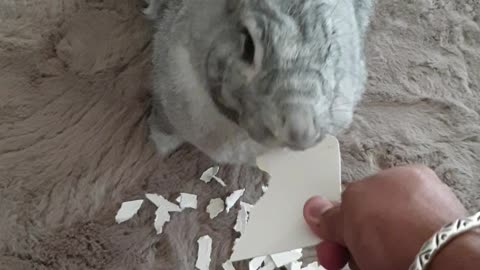 Bunny used as a paper shredder!