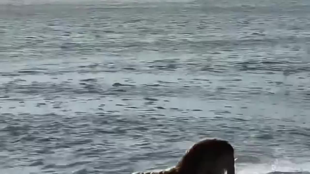 Smart Dog Surfing like a pro