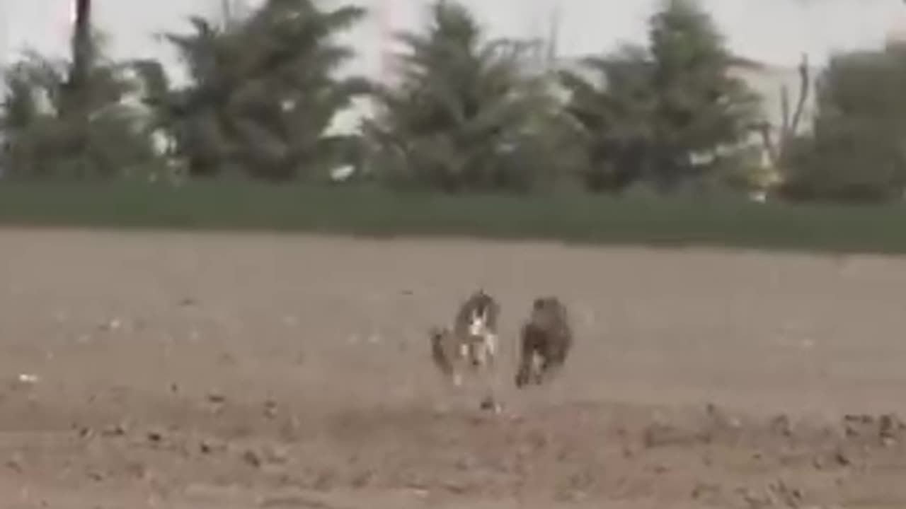 Rabbit got attacked by two dogs on farm 🐇