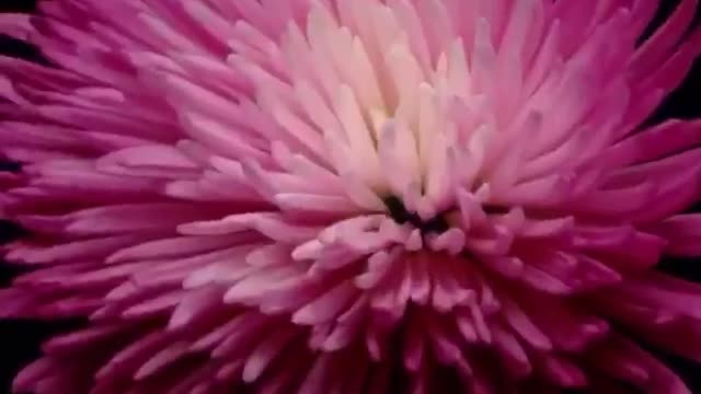 Flower Fire Works