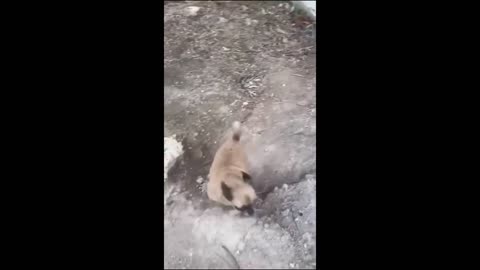 Funny Animal video | Cat | Dog | Animal Fun