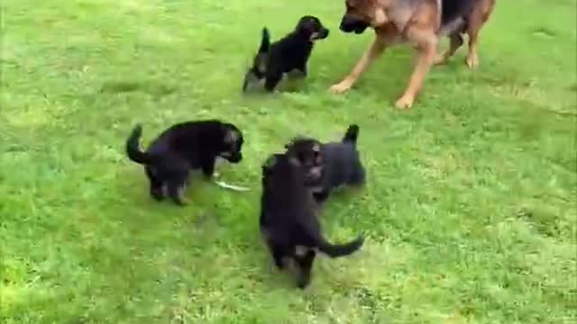 Dog Mom Playing With Her Adorable Puppies