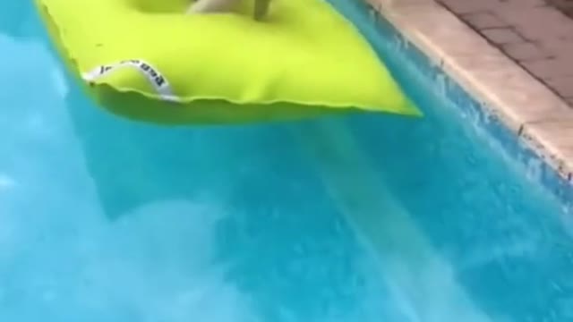 Dog funny video