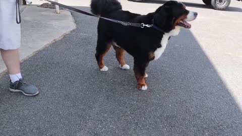 Bernese mountain dogs grooming w haircut (owner request