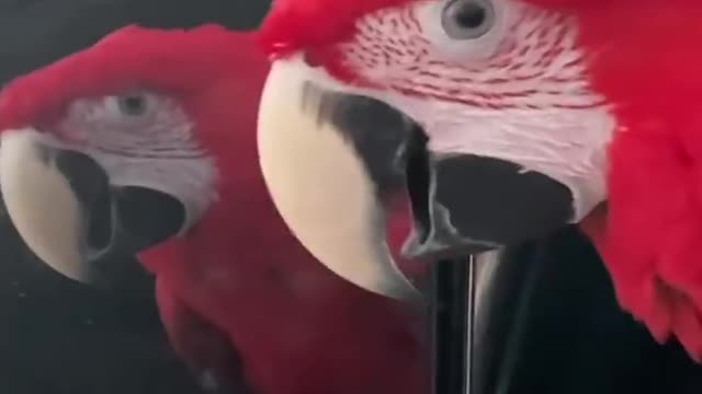 Cute parrot funny videos part 1