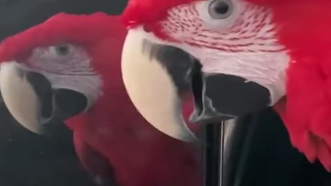 Cute parrot funny videos part 1