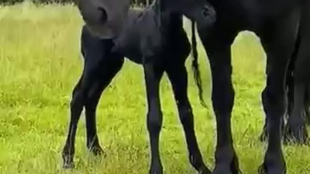 Too close for comfort 🤯🐴❤️⁣, horses training, pony, horses running, horse, pferd, shorts, ponies