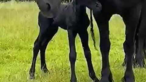 Too close for comfort 🤯🐴❤️⁣, horses training, pony, horses running, horse, pferd, shorts, ponies