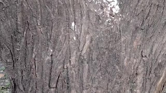 Cute Squirrel 🐿️ Video By Kingdom of Awais