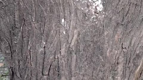 Cute Squirrel 🐿️ Video By Kingdom of Awais
