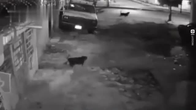 A pack of dogs wanted tô pounce on a longe stray dog and then.. Friends of the trampo