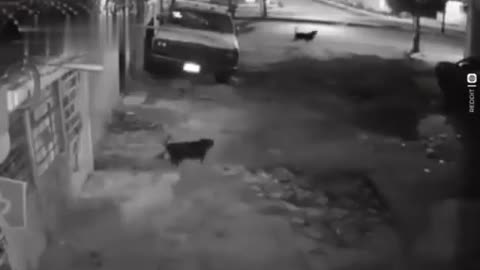 A pack of dogs wanted tô pounce on a longe stray dog and then.. Friends of the trampo