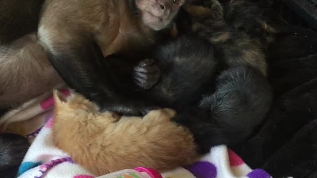 Capuchin Monkey and His Kitten Family