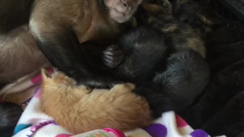 Capuchin Monkey and His Kitten Family