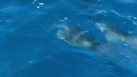 wildlife