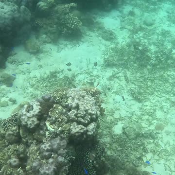 Snorkeling Adventures Philippines. Such amazing blue fish around the corals