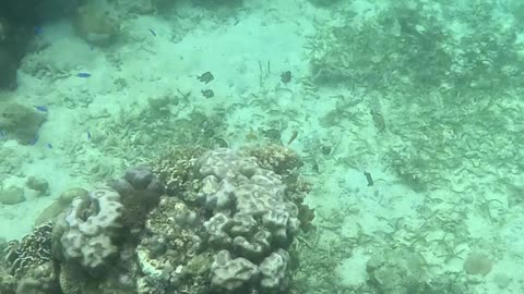 Snorkeling Adventures Philippines. Such amazing blue fish around the corals