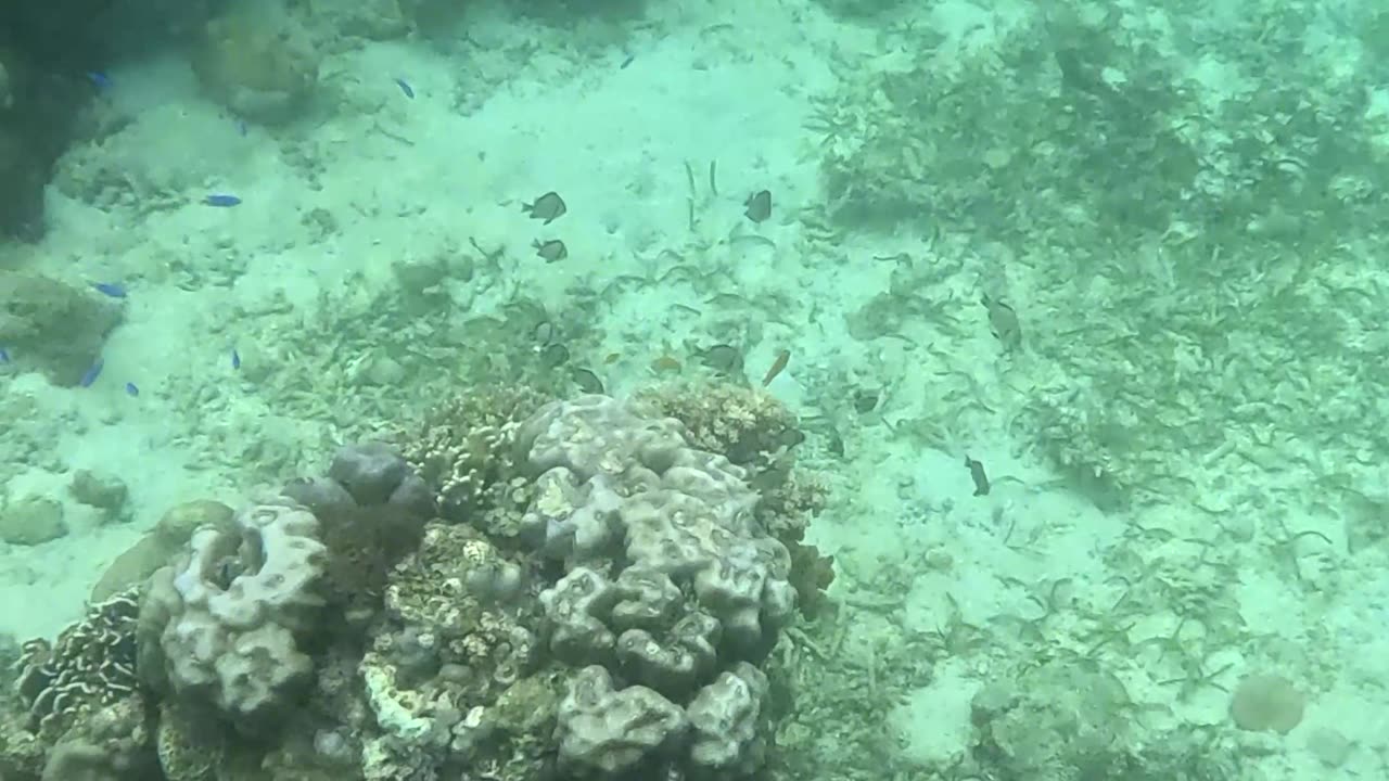 Snorkeling Adventures Philippines. Such amazing blue fish around the corals