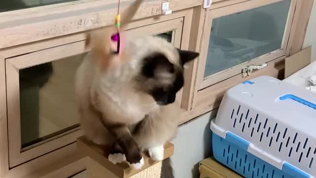 Cat plays toy on cat tower