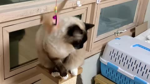 Cat plays toy on cat tower