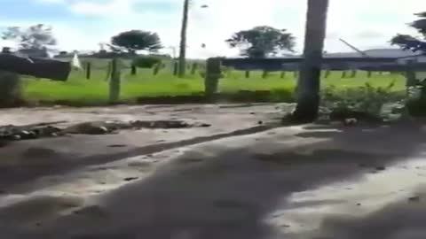 cock defeats a dog and forces it to flee