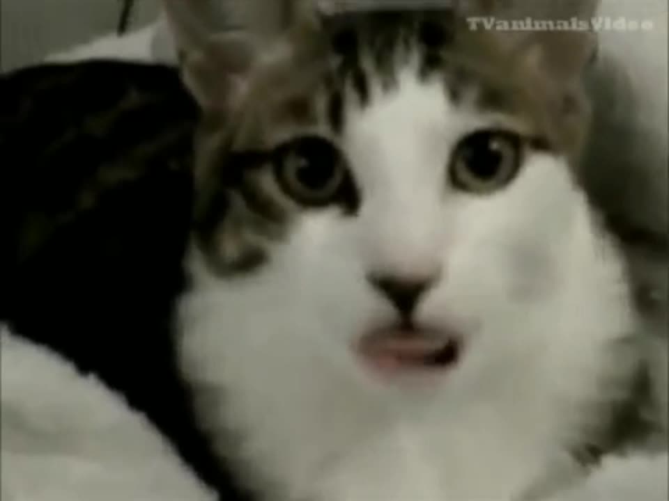 Funny crazy cat🐶