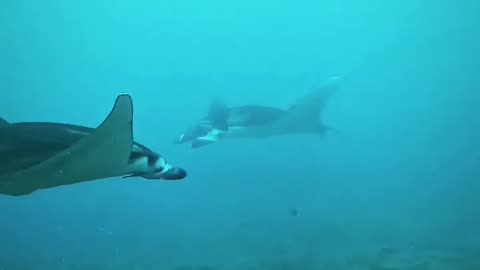 Indonesia's beautiful underwater tourist destination