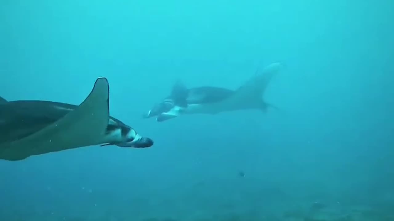 Indonesia's beautiful underwater tourist destination