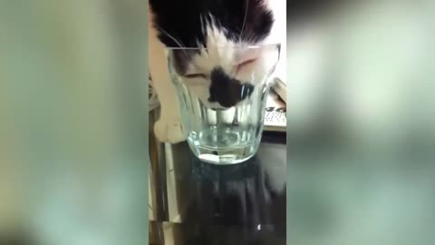 cat is drinking water :)