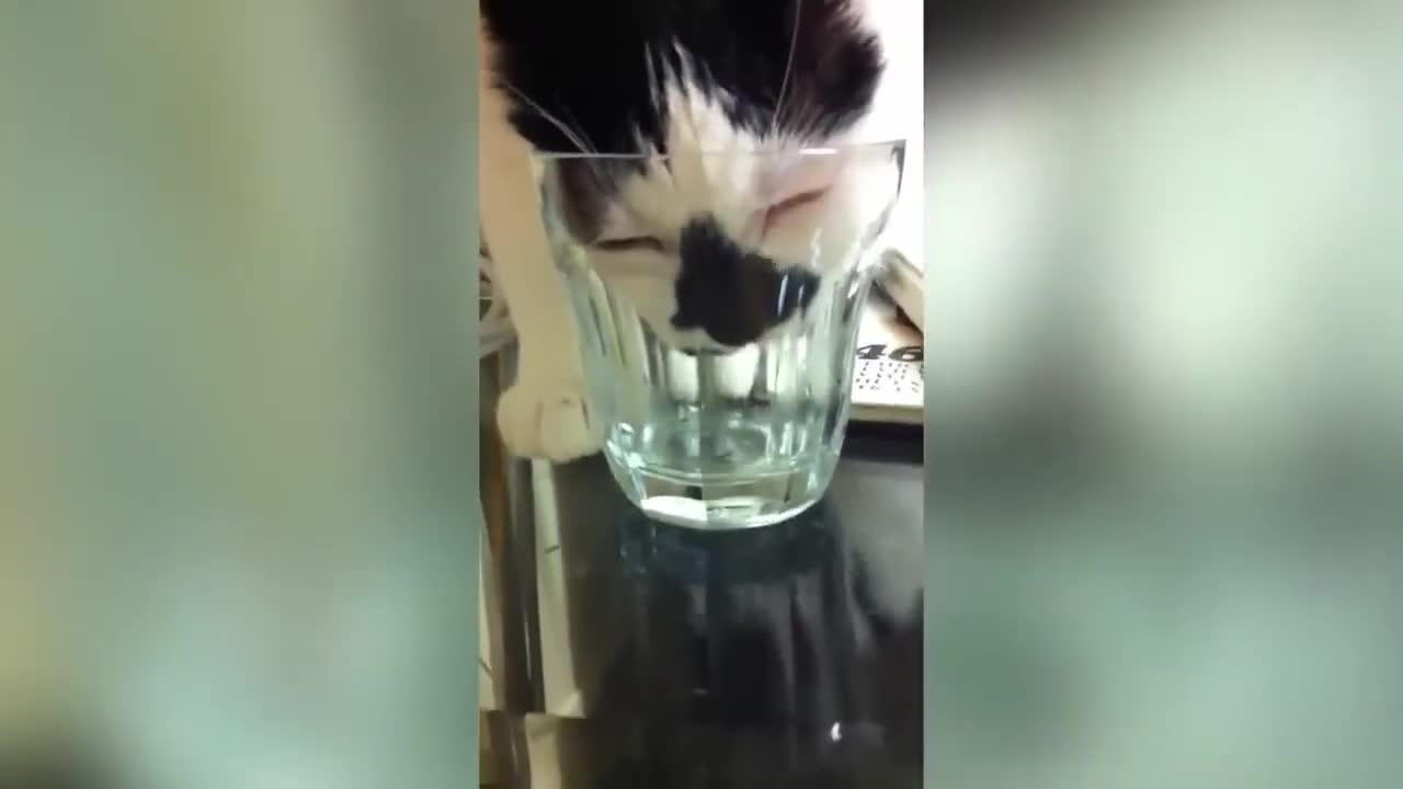 cat is drinking water :)
