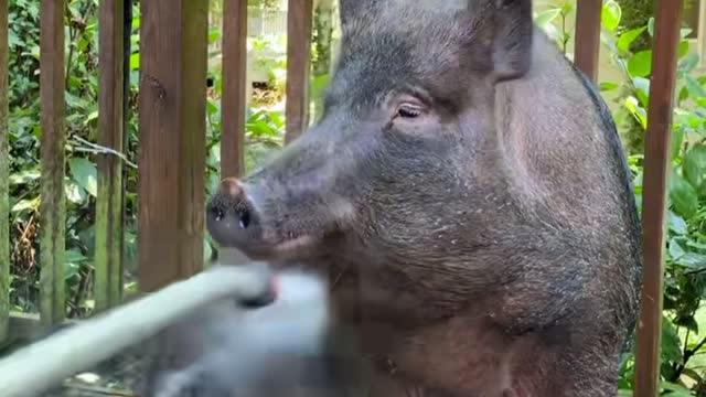 Cute Piglet Keeping Cool and Clean