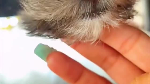 Every intimate moment with the family's adorable pet.4