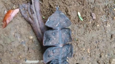 trilobite beetle