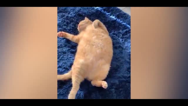 So Cute Cat Vary Funny Video